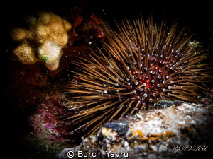 🐡Sea-urchin 
📷 Olympus TG-6
🔦Seafrog MK-02
Turkey -... by Burcin Yavru 